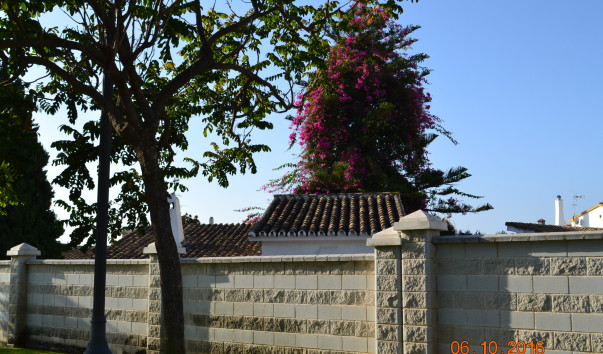 DSC_5444