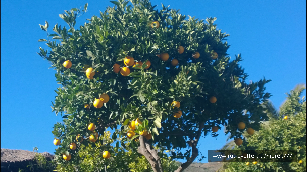 photo 636365