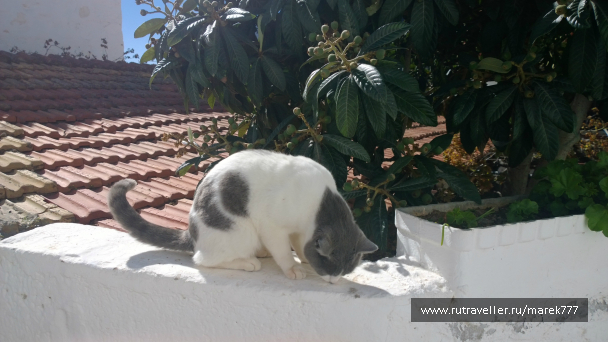 photo 636367