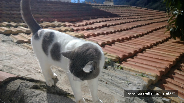 photo 636388