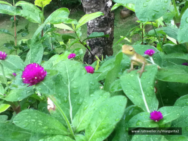 photo 611881