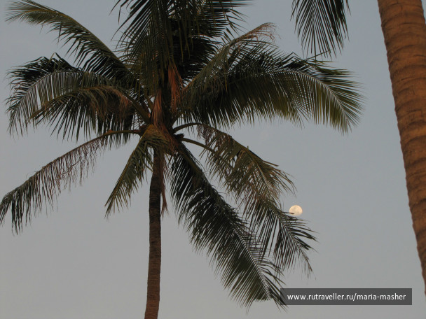 photo 260268