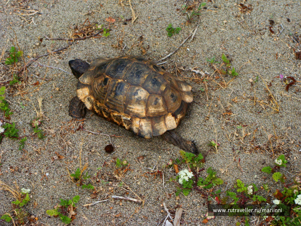 photo 226317