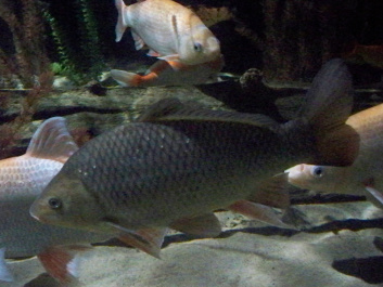 photo 528161