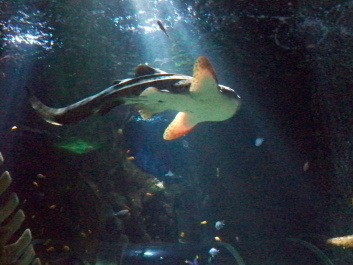 photo 528162