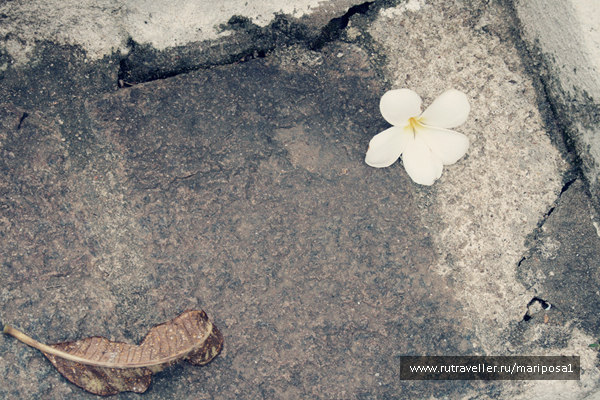 photo 119372