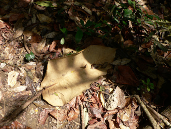 photo 265469