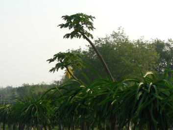 photo 265471