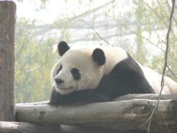 photo 275844