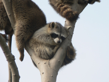 photo 275846
