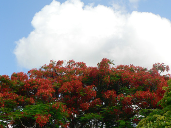 photo 275915