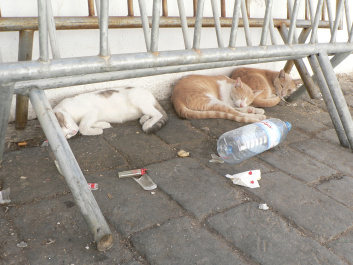 photo 277115