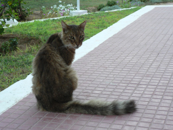 photo 277138