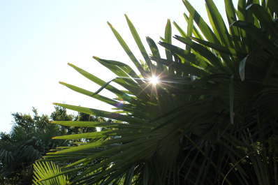 photo 455177