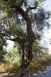 photo 888834