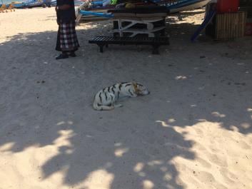 photo 1174187