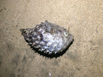 photo 1174193