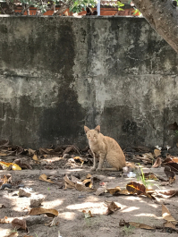 photo 1411583