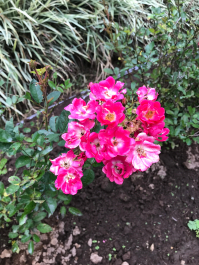 photo 1411607