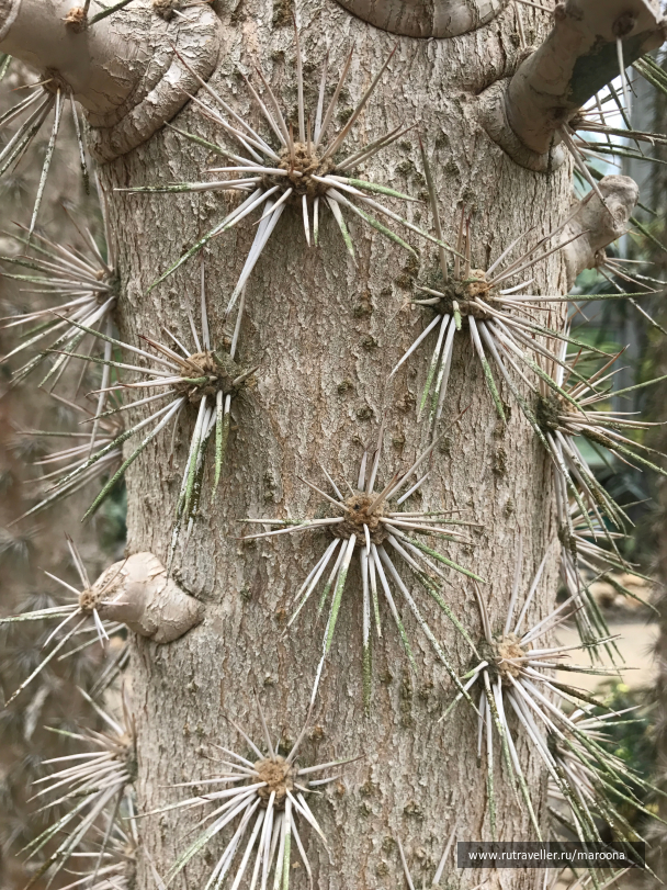 photo 1411615
