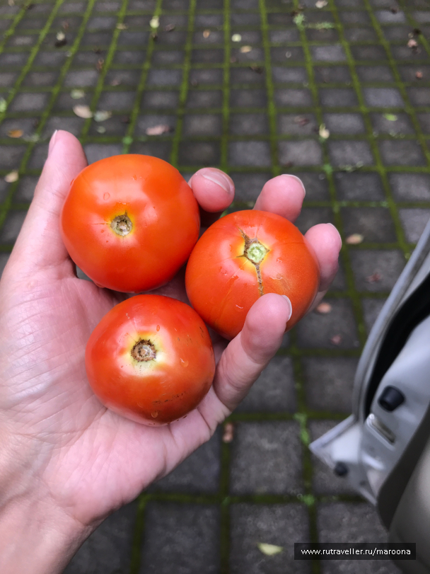 photo 1411622