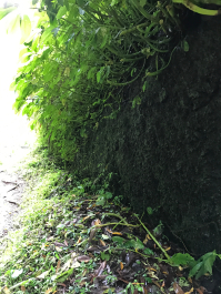 photo 1411661
