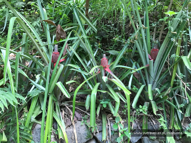 photo 1411685
