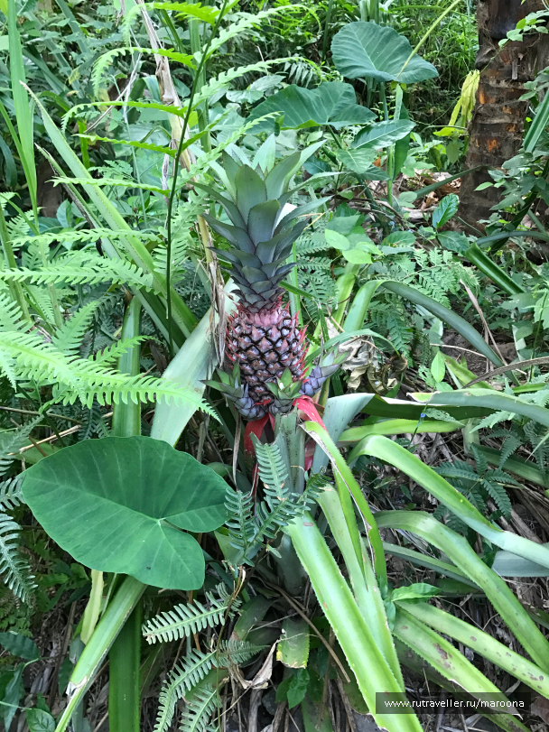 photo 1411686