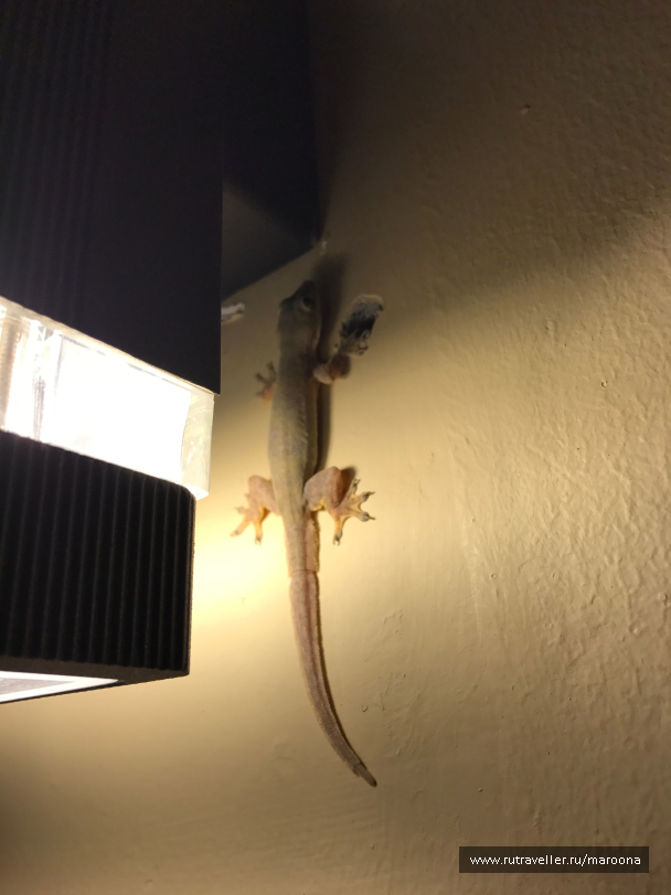 photo 1411721