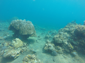 photo 1411750