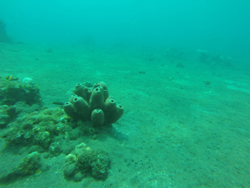 photo 1411752
