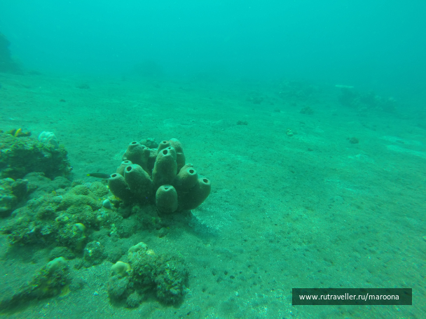 photo 1411752