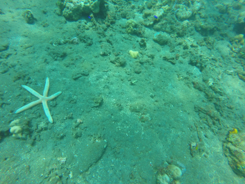 photo 1411755