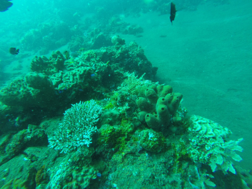photo 1411761