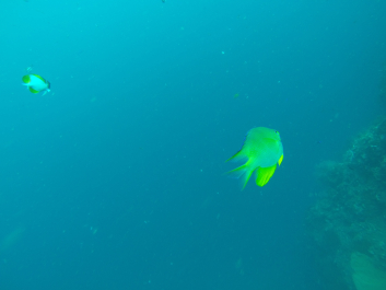photo 1411764