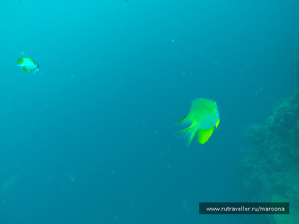 photo 1411764