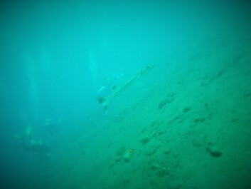 photo 1411765