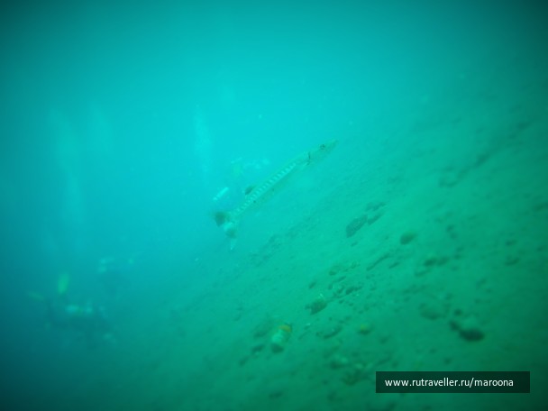 photo 1411765