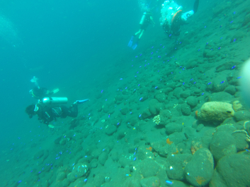 photo 1411766