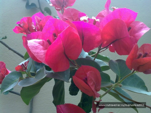 photo 753849