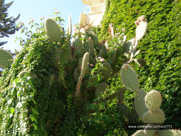 photo 475785