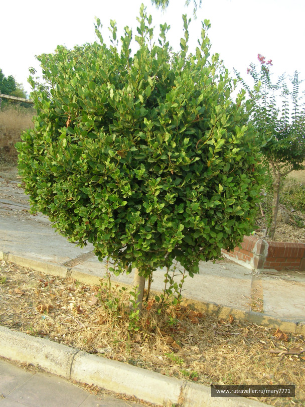 photo 475788