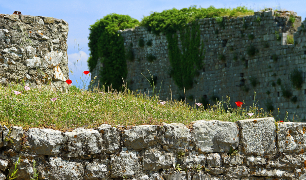 IMG-00018446