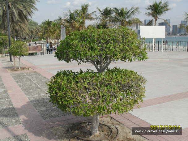 photo 235539