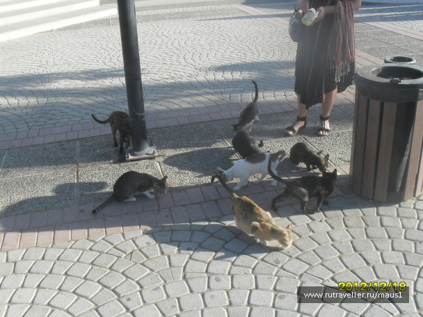 photo 235743