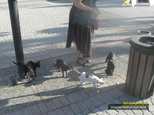 photo 235744