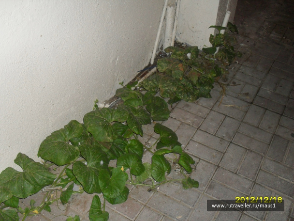 photo 235755