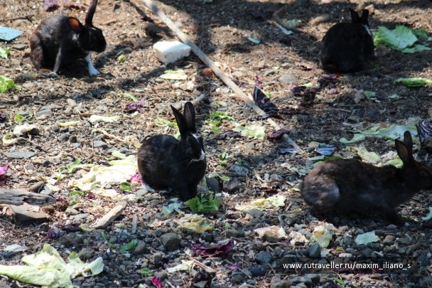 photo 445983