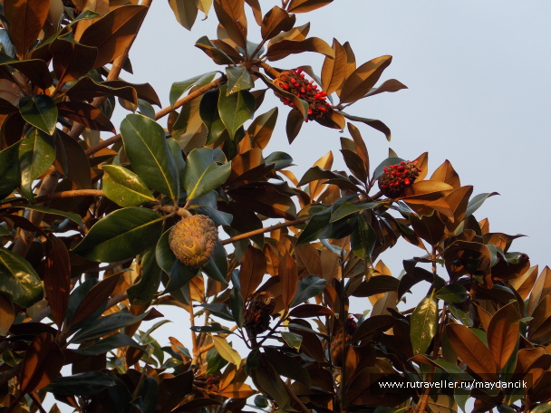 photo 603576