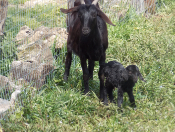 photo 1020028